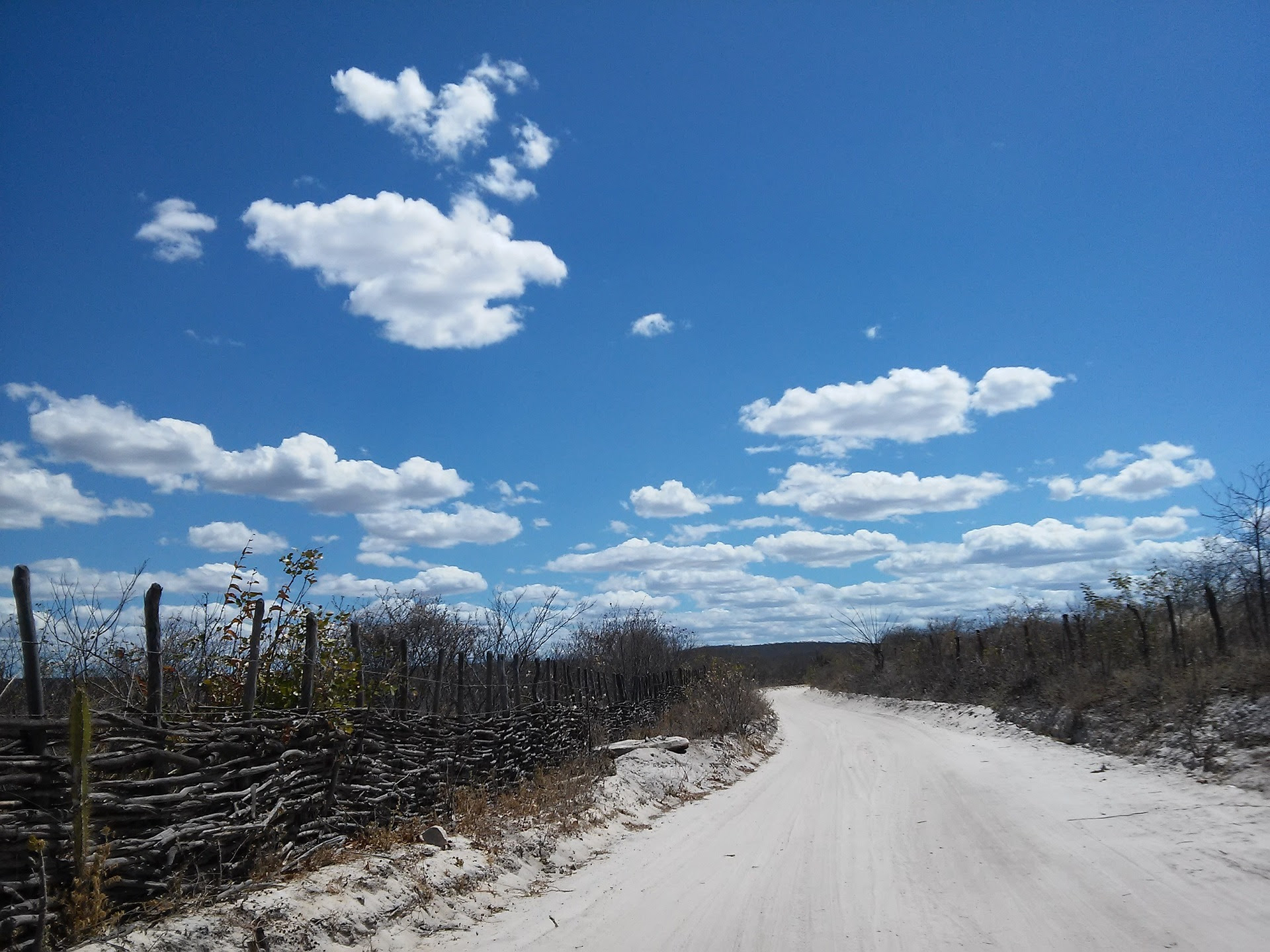 Dia Nacional da Caatinga: Bioma que possui grande riqueza de ambientes e espécies símbolos do Brasil