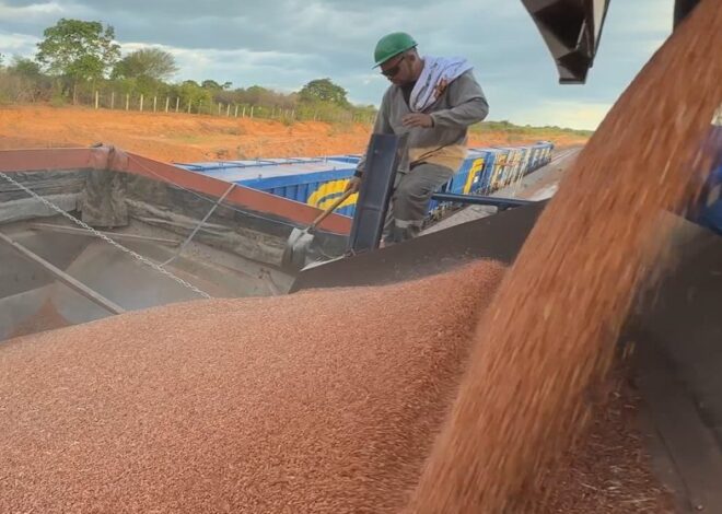Transnordestina transporta 946 toneladas de sorgo em segundo teste operacional